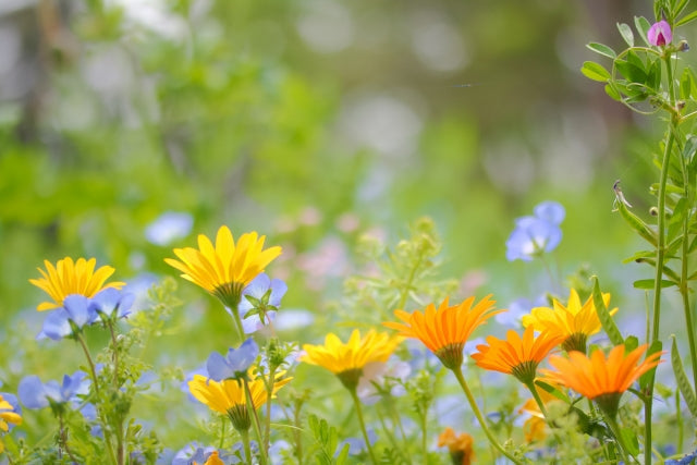 プレバイオティクスとプロバイオティクスの違いを解説
