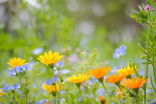プレバイオティクスとプロバイオティクスの違いを解説